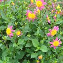 Dahlia x 'Funambule'